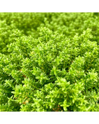 Hebe Green Boys