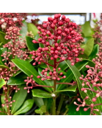 Skimmia japonica Rouge en pot de 11cm