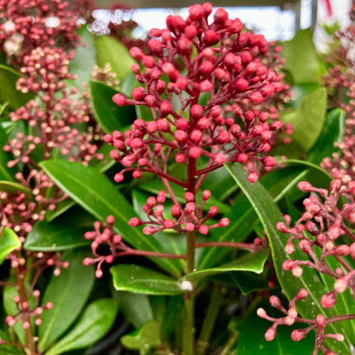 Skimmia japonica Rouge en pot de 11cm