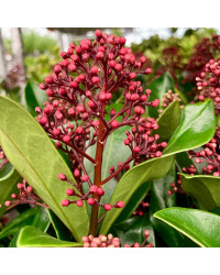 Skimmia japonica Rouge en pot de 11cm
