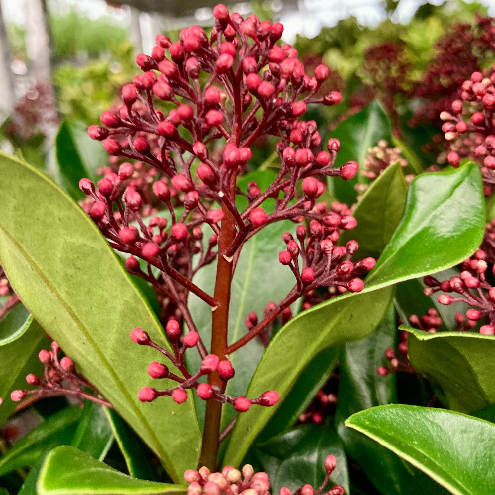 Skimmia japonica Magic Marlot | Wunderschöner immergrüner blühender