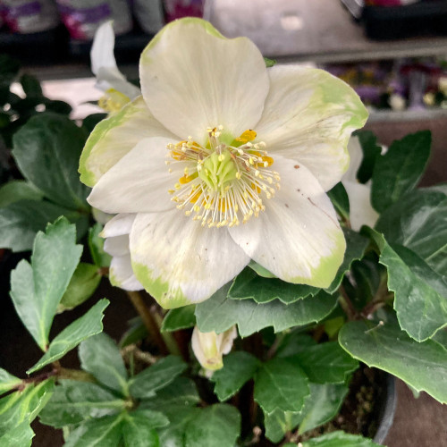 Helleborus Niger