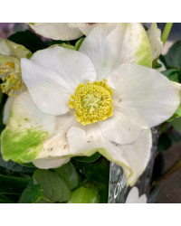 Helleborus Niger