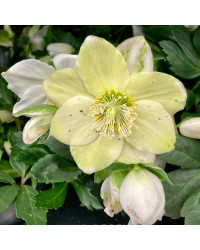 Helleborus Niger