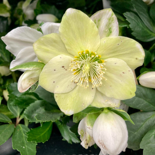 Helleborus Niger