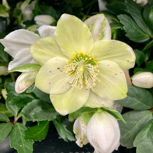 Helleborus Niger