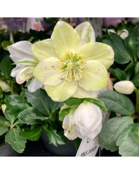 Lot de 4 Hellebore Rose de Noël