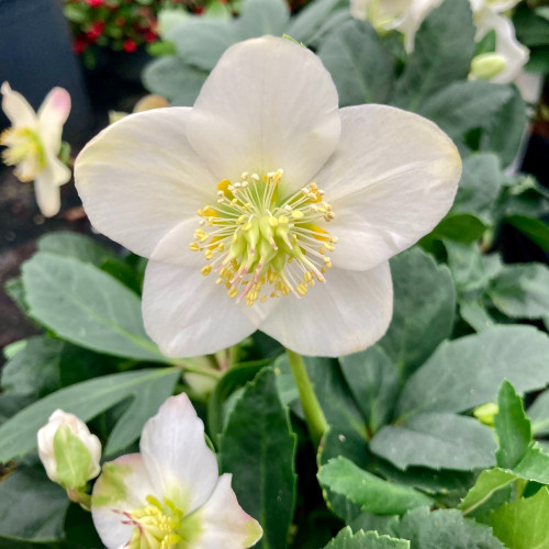 Lot de 4 Hellebore Rose de Noël