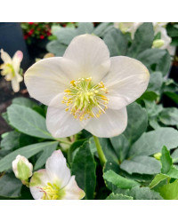 Lot de 4 Hellebore Rose de Noël