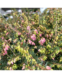 Bruyère Erica Darleyensis rose
