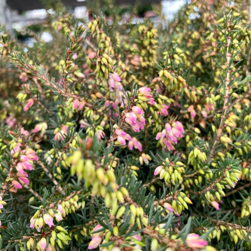 Bruyère Erica Darleyensis rose