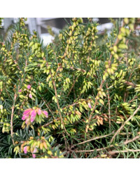 Bruyère Erica Darleyensis rose