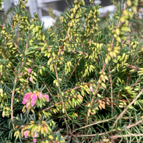 Bruyère Erica Darleyensis rose