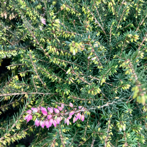 Bruyère Erica Darleyensis rose