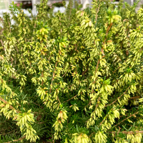 Bruyère Erica Darleyensis Blanche