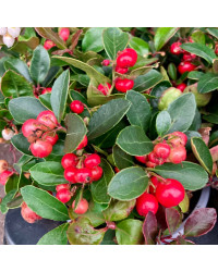 Gaultheria