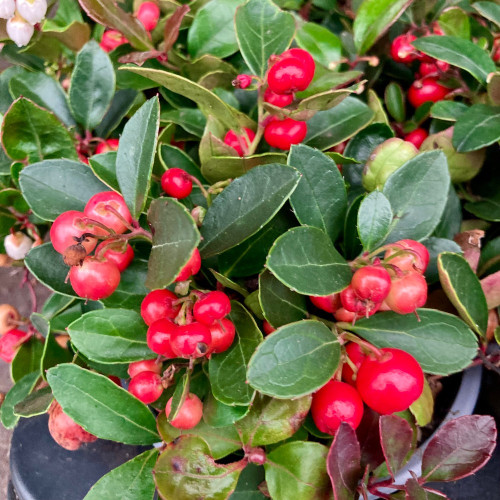 Gaultheria