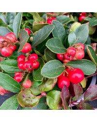 Gaultheria