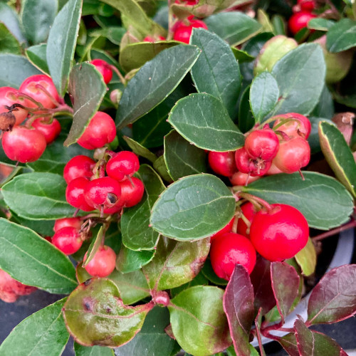 Gaultheria