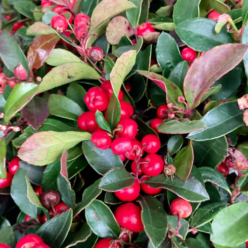 Gaultheria