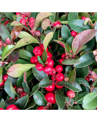 Gaultheria