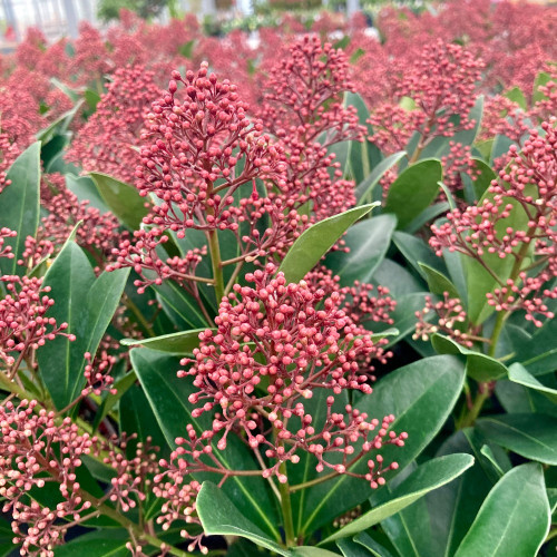 Skimmia vivace en gros pot