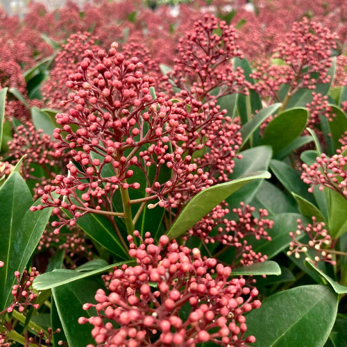 Skimmia vivace en gros pot