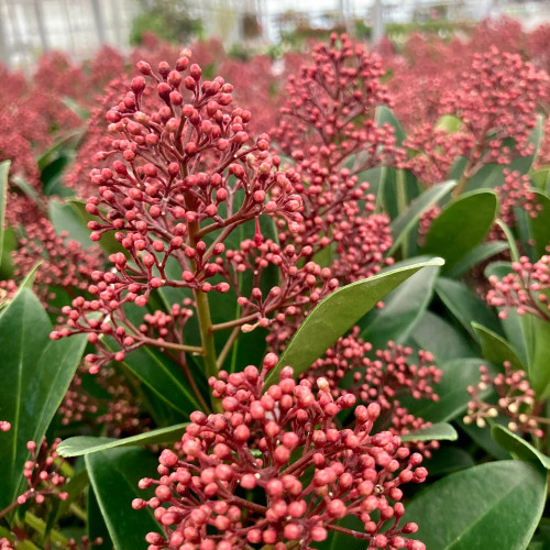 Skimmia vivace en gros pot