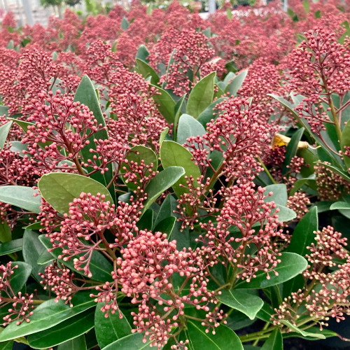 Skimmia vivace en gros pot