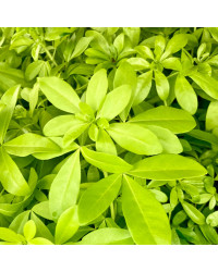 Oranger Du Mexique Choisya Blanc