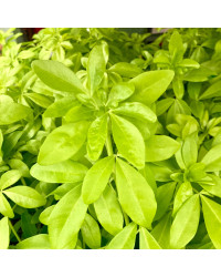 Oranger Du Mexique Choisya Blanc