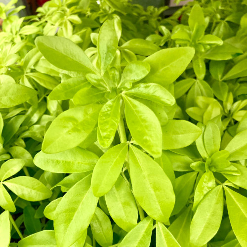 Oranger Du Mexique Choisya Blanc