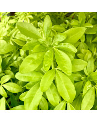 Oranger Du Mexique Choisya Blanc