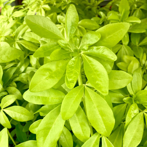 Oranger Du Mexique Choisya Blanc