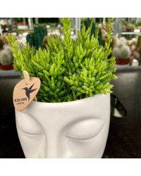 Lot de 3 Succulentes pot Zen visage