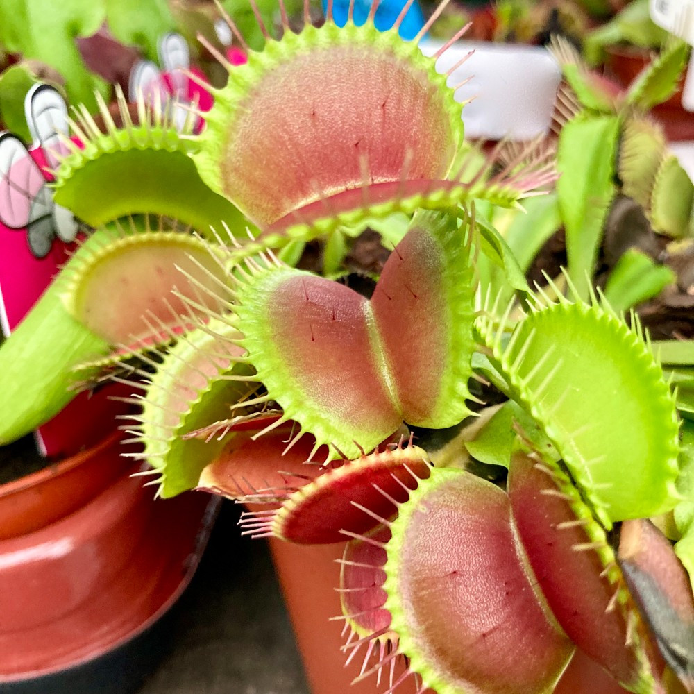Dionaea Muscipula Plante carnivore cultive en pot de 12cm