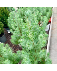 Picea Pinea en pot de 21cm