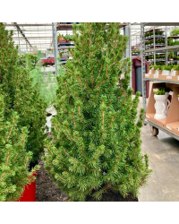 Picea Glauca Conica