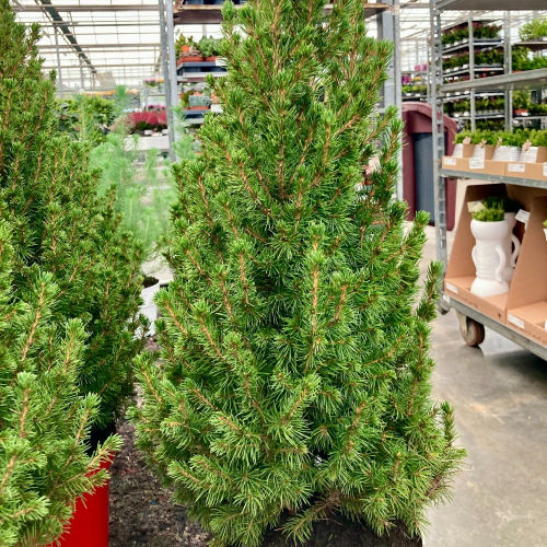 Picea Glauca Conica