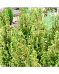 Picea Glauca Conica