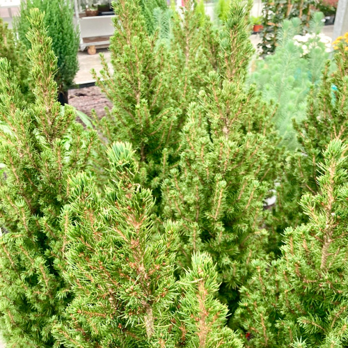 Picea Glauca Conica