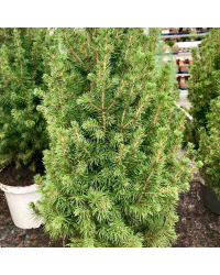 Picea Glauca Conica
