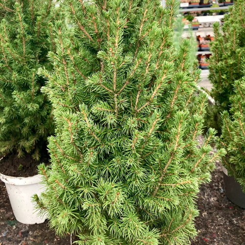 Picea Glauca Conica