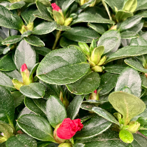 Azalée Décorum Rouge - Pot De 12 Cm