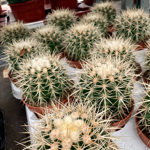 Ériocactus Warasii - Pot De 8,5 Cm