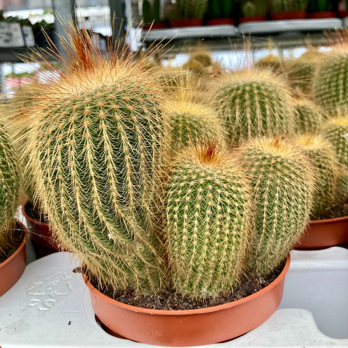 Eriocactus Leninghausii Pot Blanc - Pot De 10,5 Cm