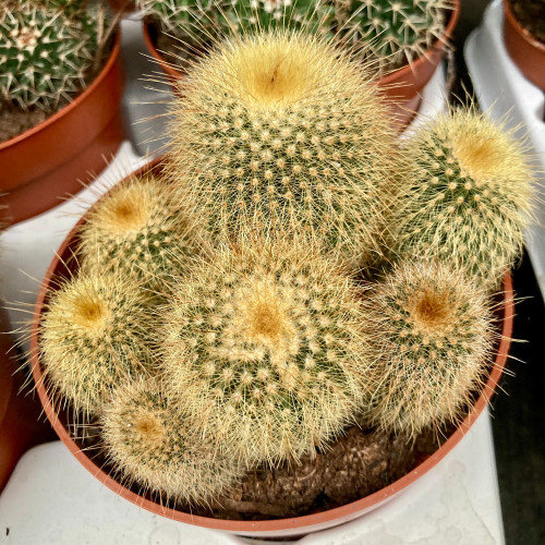 Eriocactus Leninghausii Pot Blanc - Pot De 10,5 Cm