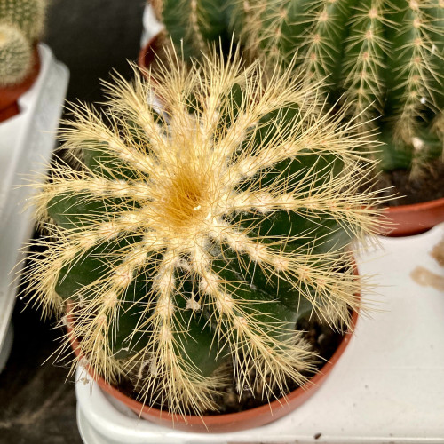 Ériocactus Warasii - Pot De 8,5 Cm