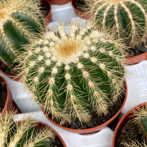 Ériocactus Warasii - Pot De 8,5 Cm