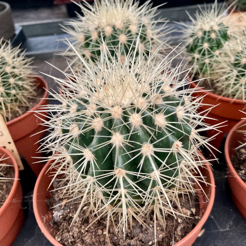 Ériocactus Warasii - Pot De 13 Cm